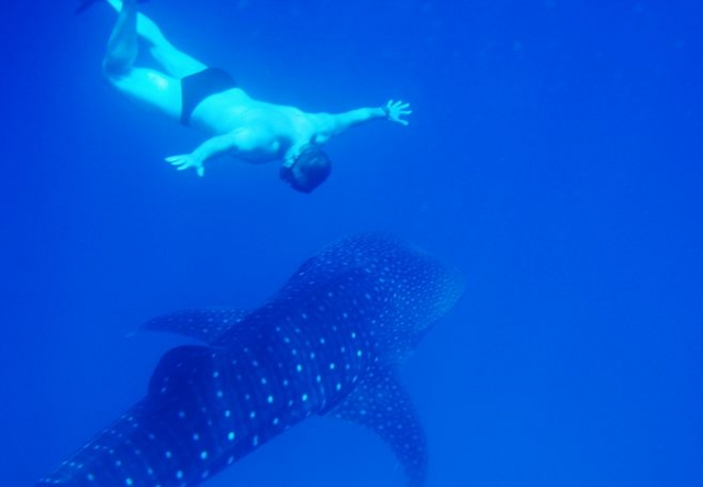  snorkeling with the whale shark 